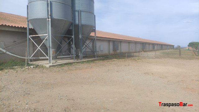 Nave Granja de Pollos